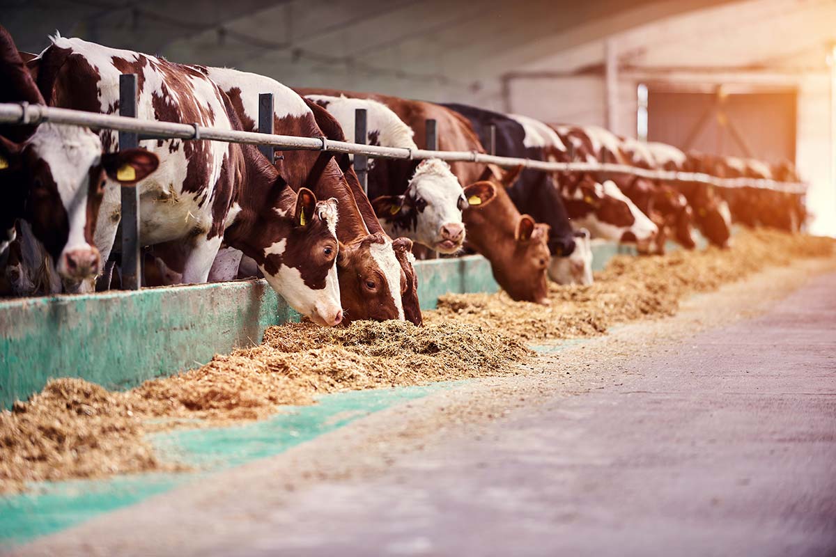 cows-in-a-farm-dairy-cows-in-a-farm-resize.jpg