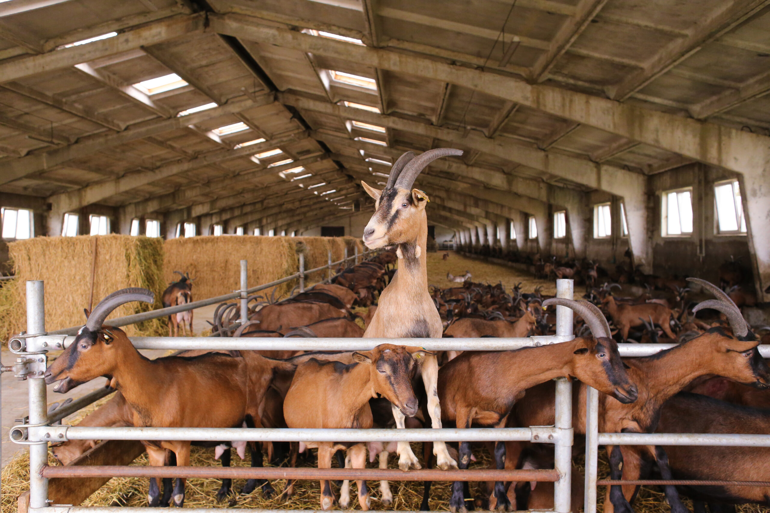 a large herd of domestic goats in a hangar on a farm