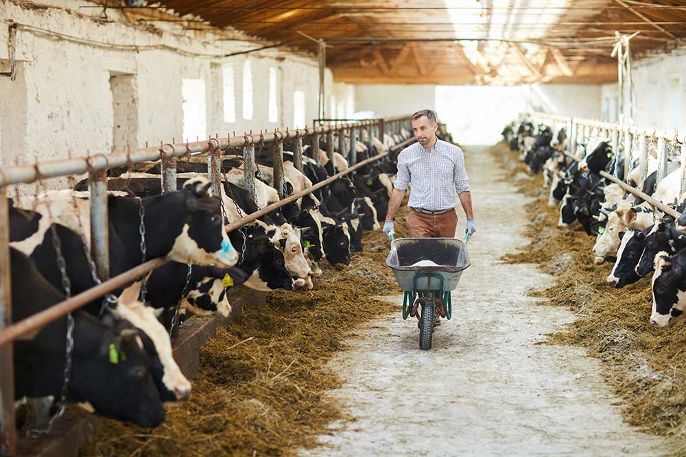looking-after-cows-resize.jpg