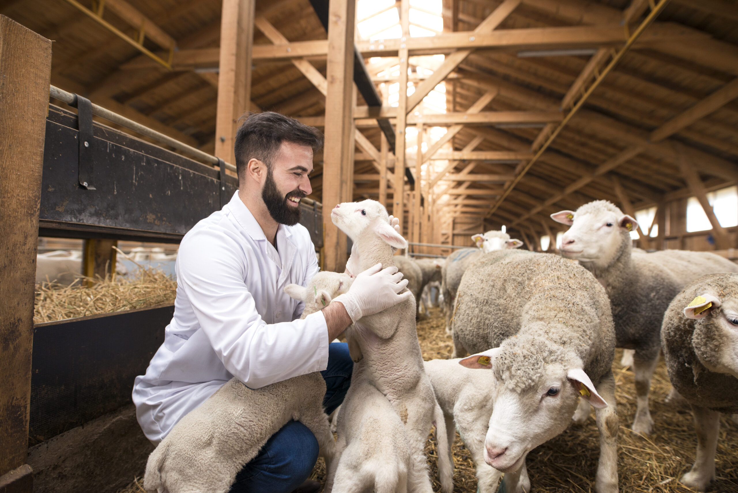 Veterinarian checking health of lamb domestic animals.