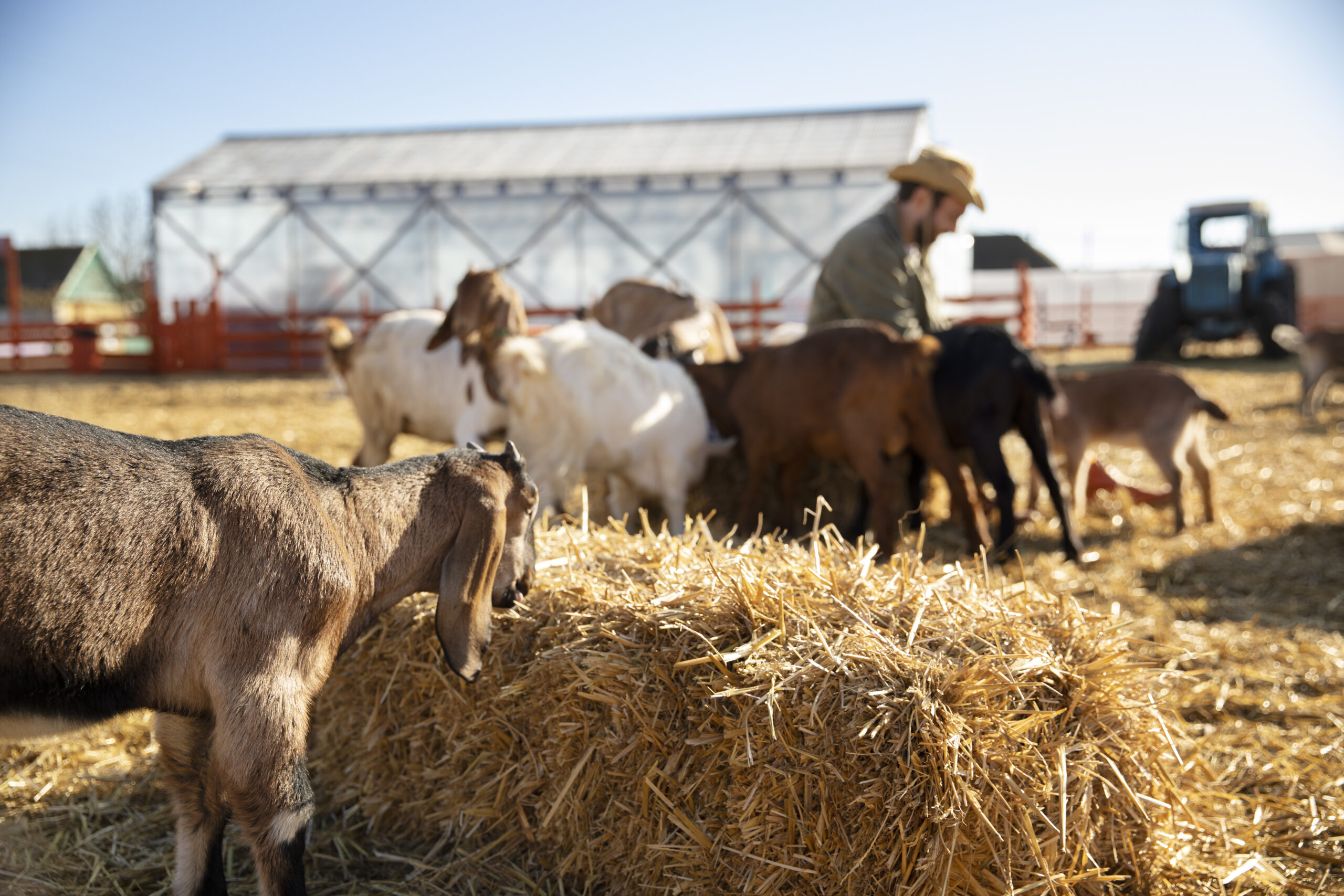 young-farmer-spending-time-with-his-goats-farm